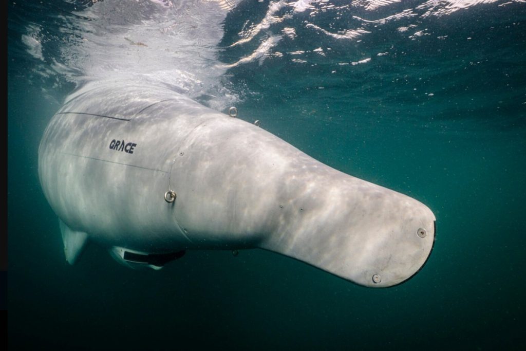 Il robot sottomarino autonomo a forma di squalo è progettato per pattugliare, mappare e proteggere la rete mondiale di cavi sottomarini