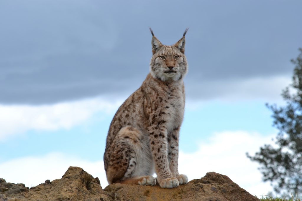 I ricercatori scoprono che la lince iberica sta disseminando semi e alterando gli ecosistemi